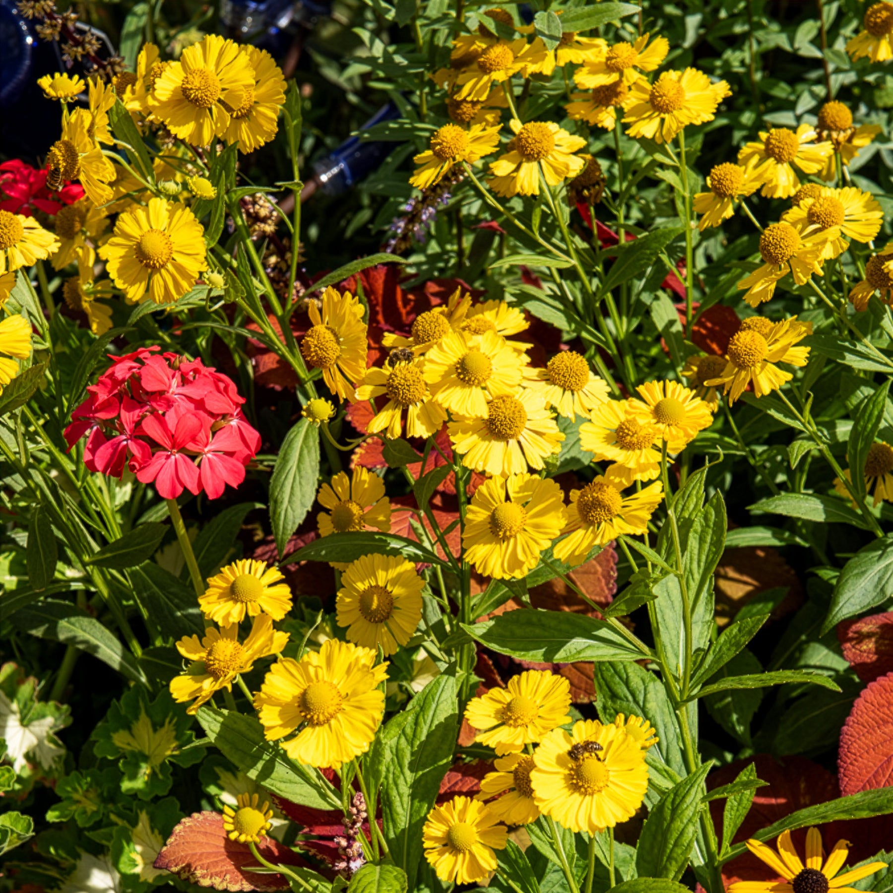 Zonnekruid Kanaria - Helenium kanaria - Willemse