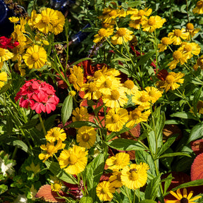 Zonnekruid Kanaria - Helenium kanaria - Willemse