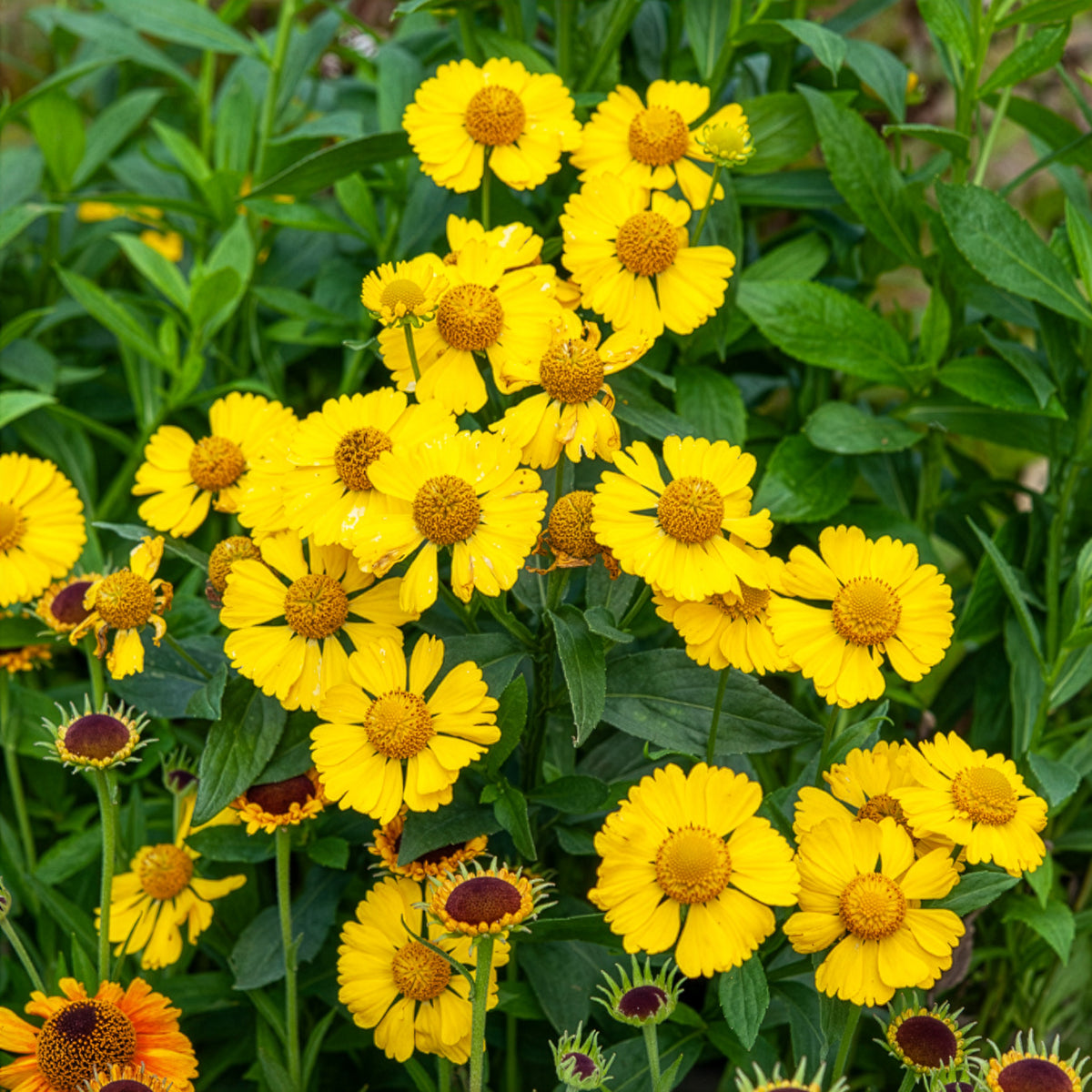 Helenium kanaria - Zonnekruid Kanaria - Helenium