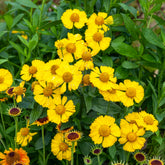 Helenium kanaria - Zonnekruid Kanaria - Helenium