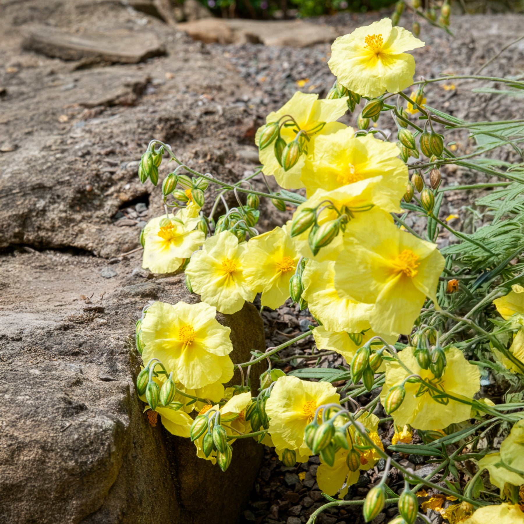 Zonneroosje Wisley Primrose - Helianthemum Wisley Primrose - Willemse
