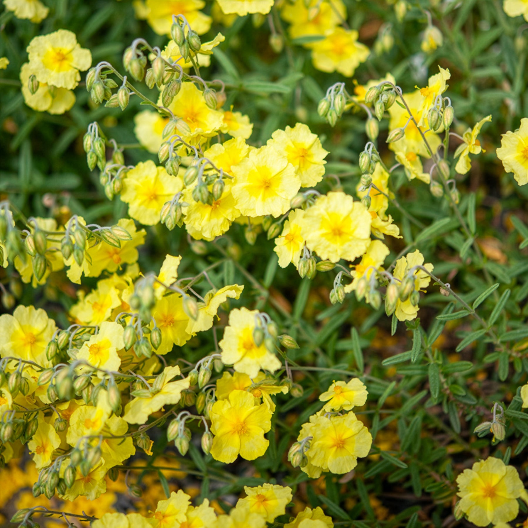 Zonneroosje Wisley Primrose - Willemse