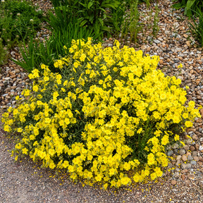 Zonneroosje Wisley Primrose - Willemse