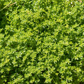 Vaste planten - Kaal breukkruid - Herniaria glabra
