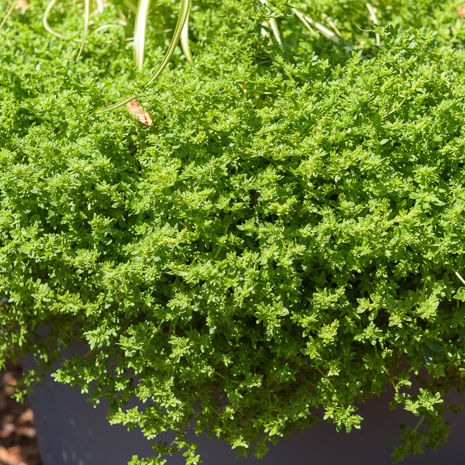 Kaal breukkruid - Willemse