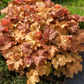 Purperklokje Caramel - Heuchera caramel - Willemse