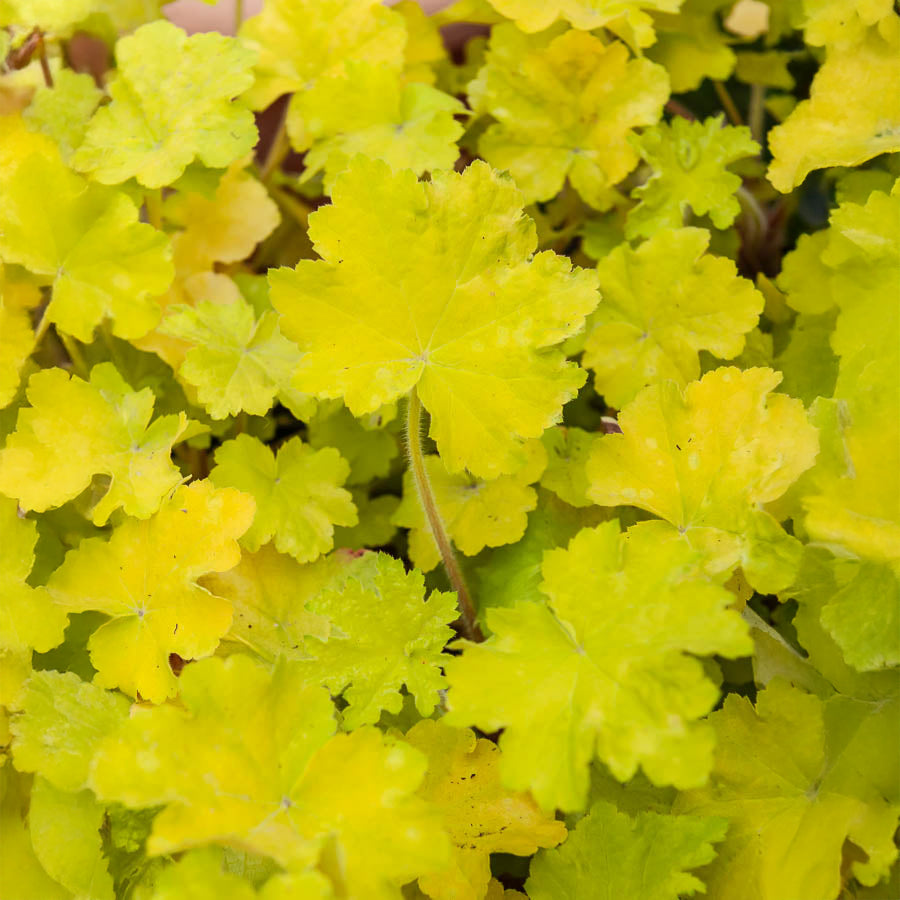 Purperklokje 'Citronelle' ® - Willemse