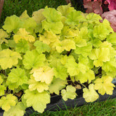 Heuchera citronelle ® - Purperklokje 'Citronelle' ® - Heuchera - Purperklokje