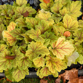 Heuchera Electra - Purperklokje Electra - Heuchera - Purperklokje