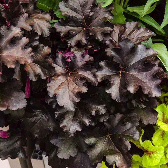 Heuchera Black Pearl - Purperklokje Black Pearl - Heuchera - Purperklokje