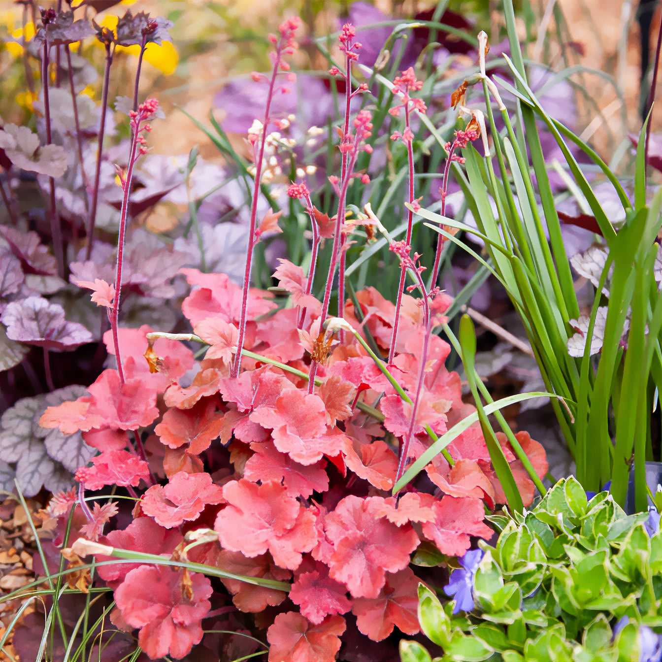 Purperklokje 'Cherry Cola' - Willemse