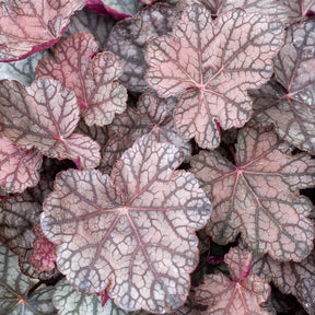 Purperklokje 'Cascade Dawn' - Heuchera cascade dawn - Willemse
