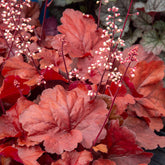 Heuchera Fire Alarm - Purperklokje Fire Alarm - Heuchera - Purperklokje