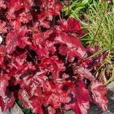 Verkoop Purperklokje Fire Chief - Heuchera Fire Chief