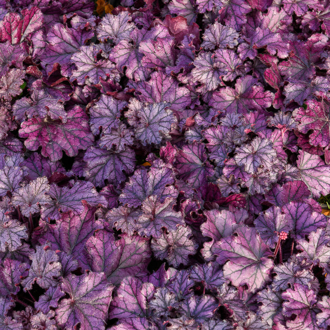 Heuchera Forever Purple - Purperklokje Forever Purple - Heuchera - Purperklokje