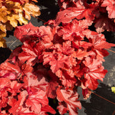 Purperklokje Forever Red - Heuchera forever red  ( forever series ) - Willemse