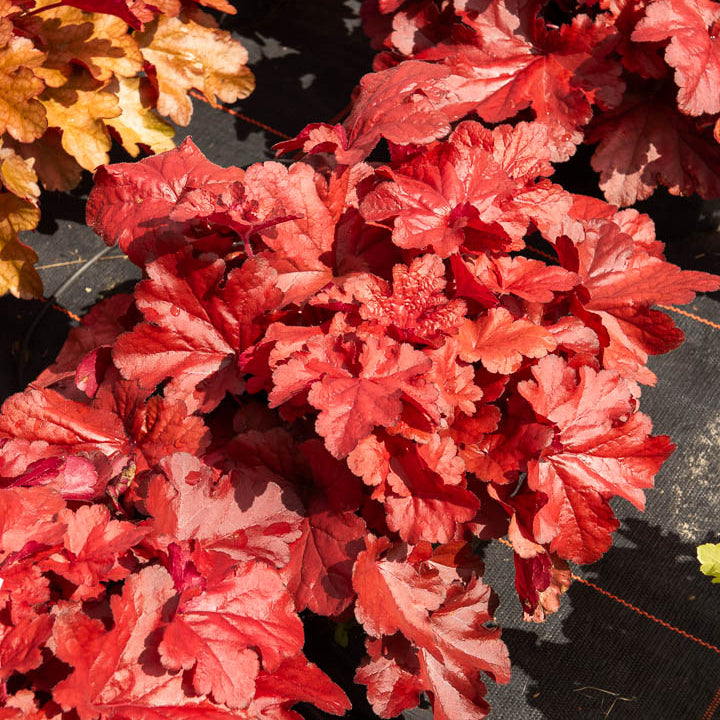 Purperklokje Forever Red - Heuchera forever red  ( forever series ) - Willemse