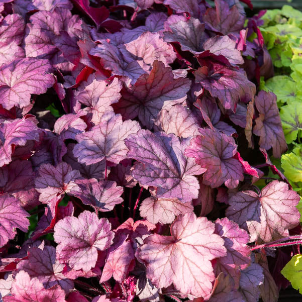 Heuchera georgia plum - Purperklokje Georgia Plum - Heuchera - Purperklokje