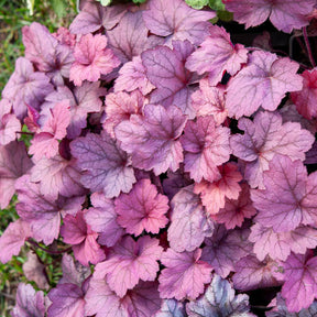 Purperklokje Georgia Plum - Heuchera georgia plum - Willemse
