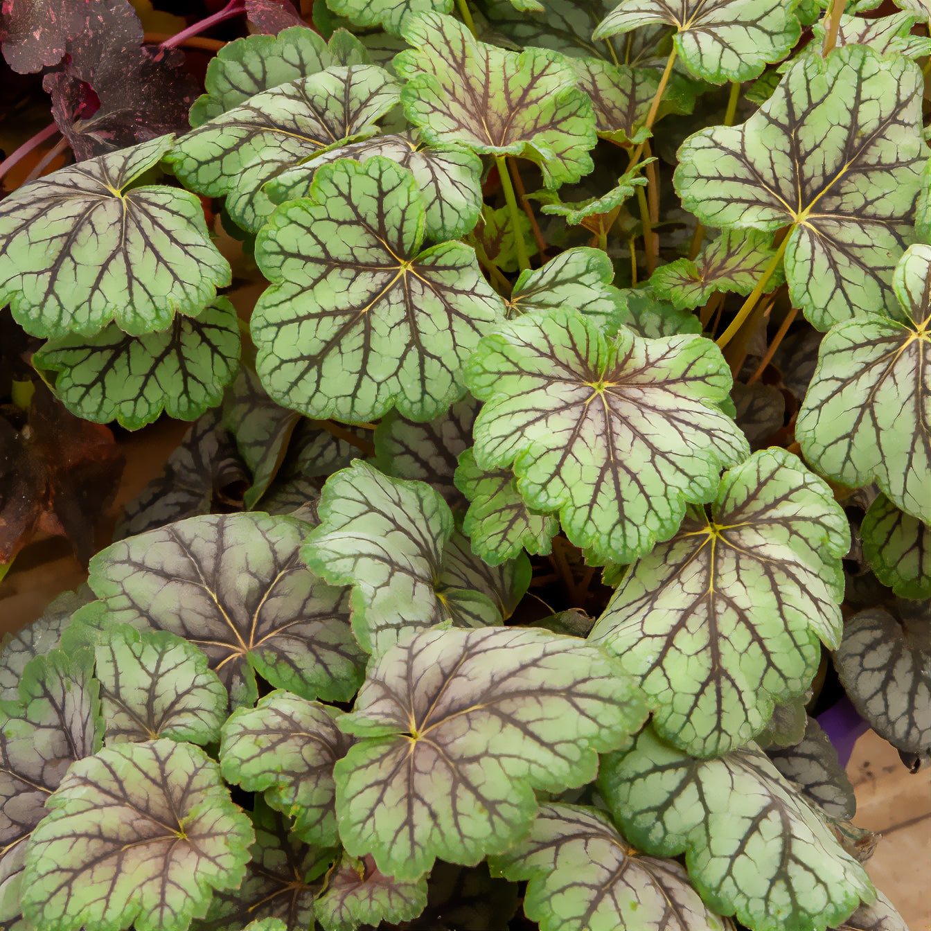 Heuchera green spice - Purperklokje 'Green Spice' - Heuchera - Purperklokje