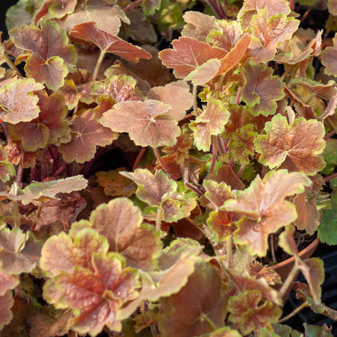 Purperklokje Miracle'® - Willemse