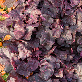 Heuchera - Purperklokje - Purperklokje Midnight Rose - Heuchera Midnight Rose