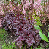 Heuchera obsidian - Purperklokje Obsidian - Heuchera - Purperklokje