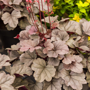 Heuchera silver gumdrop  ( dolce series ) - Purperklokje 'Silver Gumdrop' - Heuchera - Purperklokje