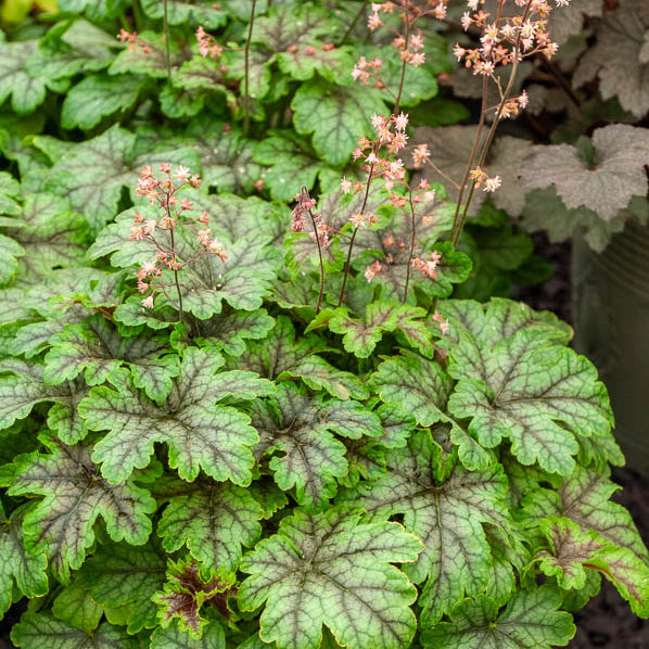 Schuimklokje Tapestry - Heucherella Tapestry - Willemse