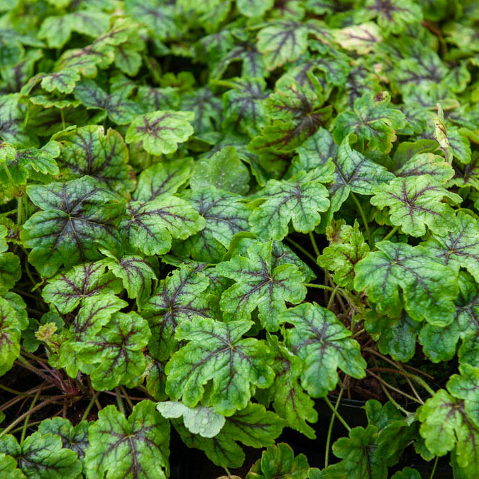 Heucherella Tapestry - Schuimklokje Tapestry - Vaste planten