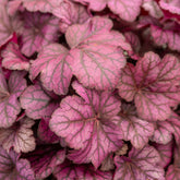 Verkoop Purperklokje Wild Rose