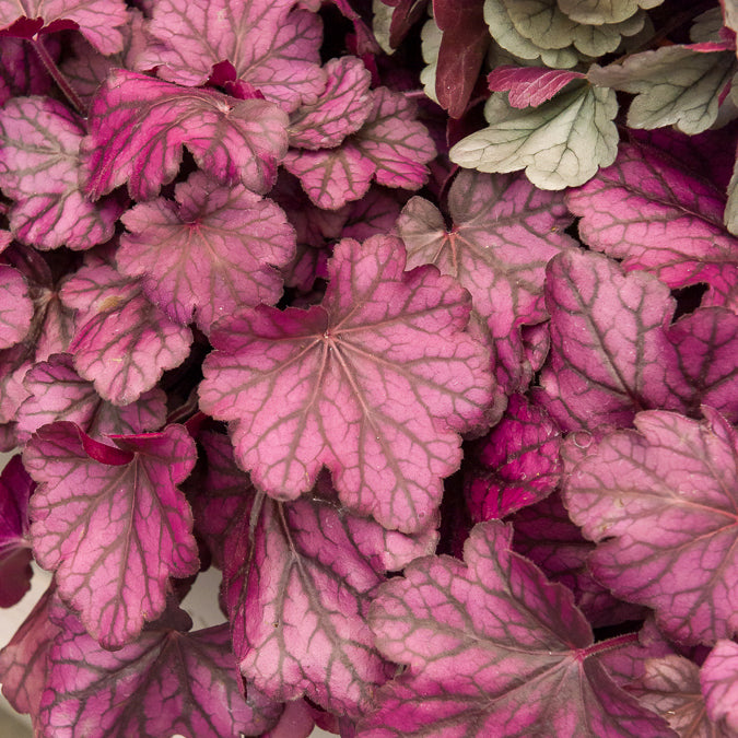 Verkoop Purperklokje Wild Rose - Heuchera Wild Rose