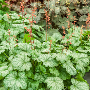 Purperklokje Paris - Heuchera Paris - Willemse