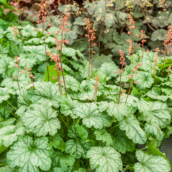 Purperklokje Paris - Heuchera Paris - Willemse