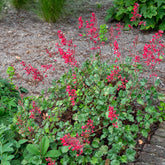Purperklokjes Leuchtkäfer - Heuchera sanguinea Leuchtkäfer - Willemse