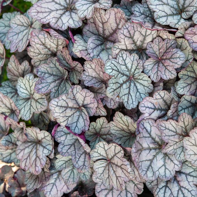Purperklokje Sugar Plum - Heuchera Sugar Plum - Willemse