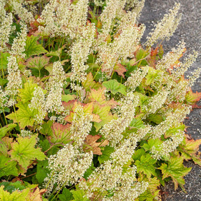 Heuchera villosa chantilly - Purperklokje Chantilly - Vaste planten