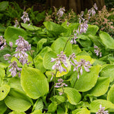 Hartlelie Sum and Substance - Hosta sum and substance - Willemse