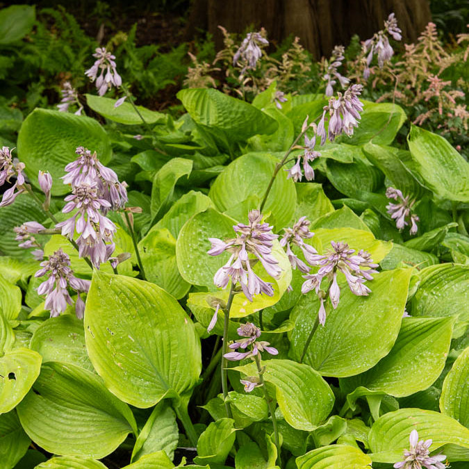 Hartlelie Sum and Substance - Hosta sum and substance - Willemse