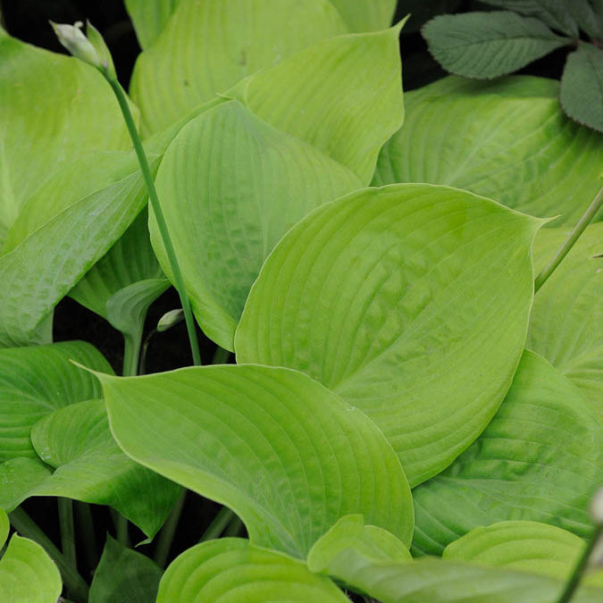Hosta sum and substance - Hartlelie Sum and Substance - Hosta - Hartlelie