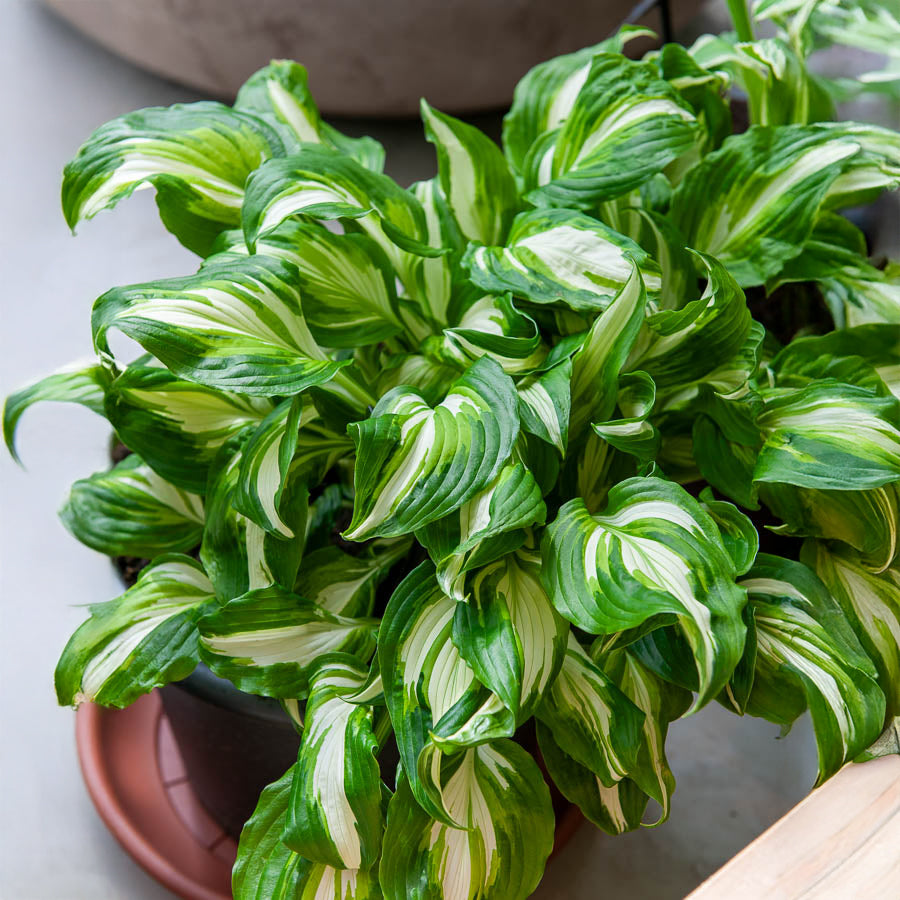 Hartlelie Mediovariegata - Willemse