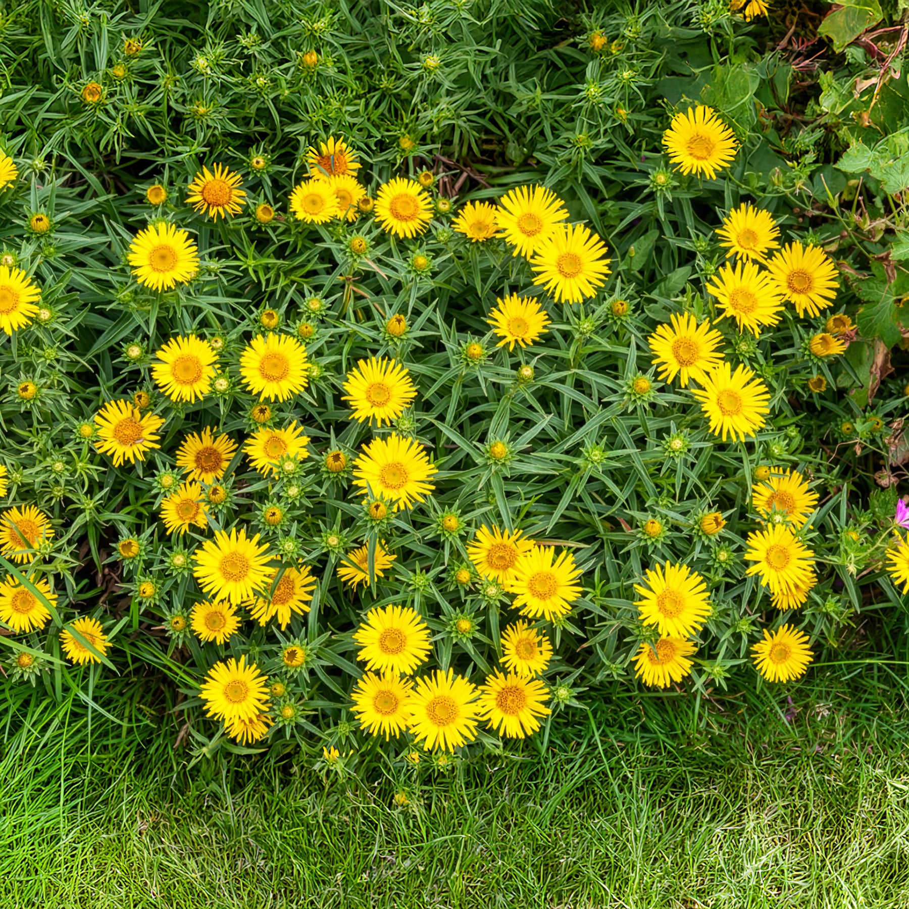 Alant - Inula ensifolia - Willemse
