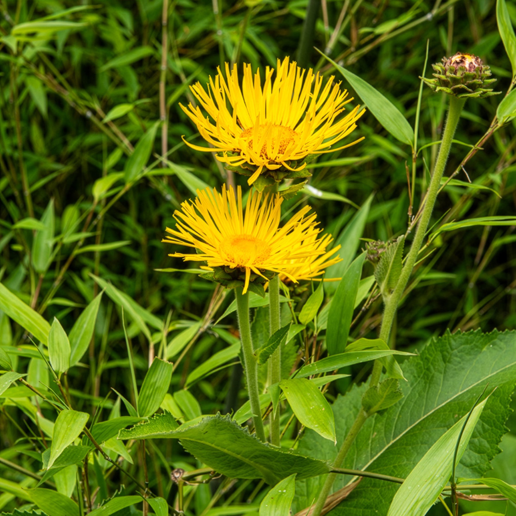 Grote alant - Inula magnifica - Willemse