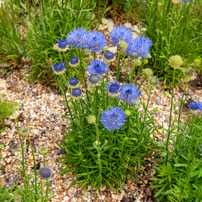 Zandblauwtje Blaulicht - Willemse