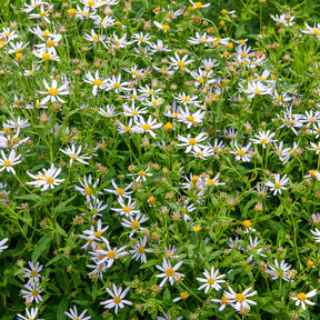 Bloeiende vaste planten - Zomeraster Charlotte - Kalimeris incisa Charlotte