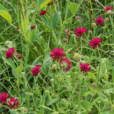 Weduwebloem Mars Midget - Knautia macedonica Mars Midget - Willemse