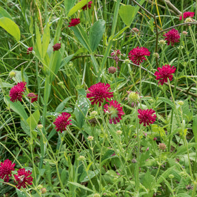 Weduwebloem Mars Midget - Knautia macedonica Mars Midget - Willemse