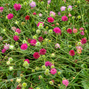 Vaste planten - Weduwebloem Melton Pastels - Knautia macedonica Melton Pastels