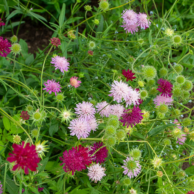 Weduwebloem Melton Pastels - Knautia macedonica Melton Pastels - Willemse