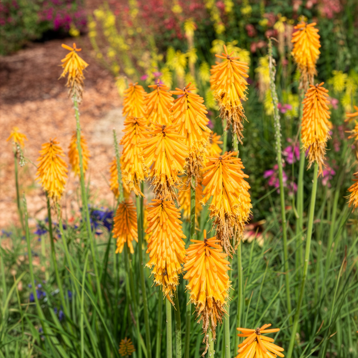 Kniphofia mango popsicle ( popsicle series ) - Vuupijl Mango Popsicle - Kniphofia